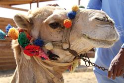Marsa Alam - Red Sea. Camel riding on the beach.